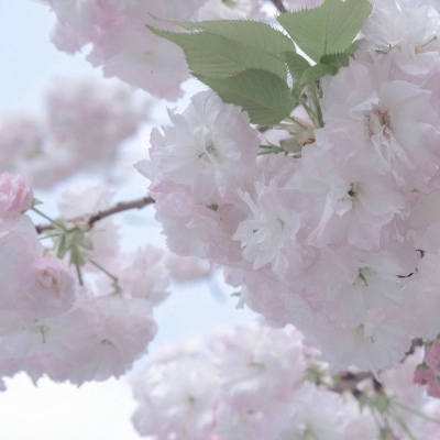 德格FurryQQ群介绍